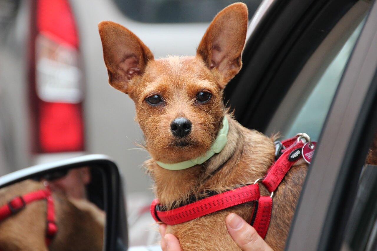 Foto ilustrativa en la que aparece un perro pequeño con un arnés asomado por la ventana del coche.