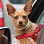 Foto ilustrativa en la que aparece un perro pequeño con un arnés asomado por la ventana del coche.